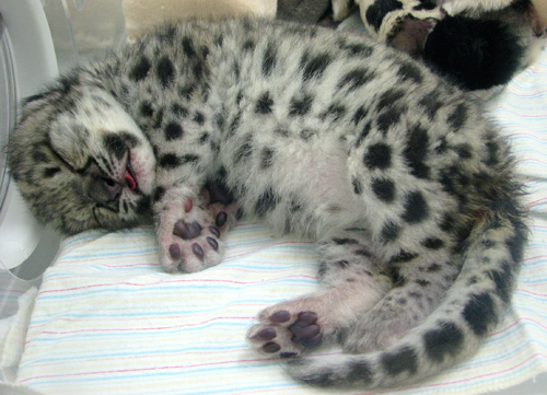 It's a baby snow leopard (Uncia uncia)! Wouldn't it be fun to pet his furry 