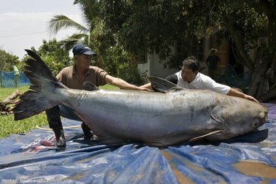 http://ferrebeekeeper.files.wordpress.com/2010/06/mekong-giant-catfish.jpg?w=535
