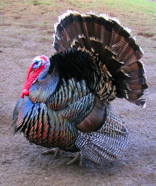 color images of turkeys. A Bronze Standard turkey