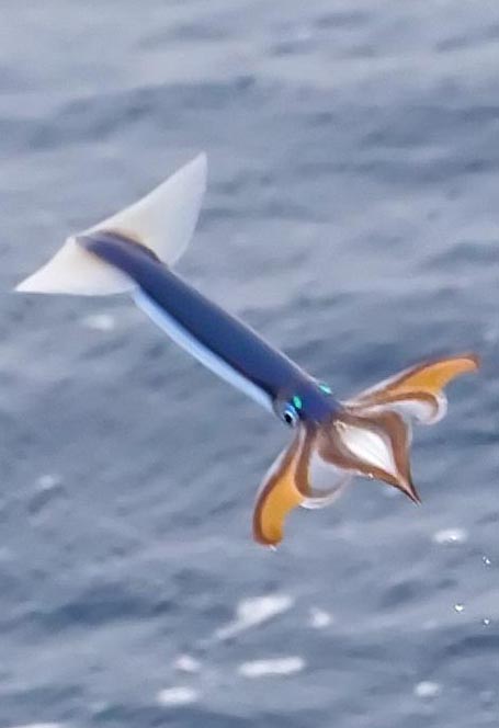 flying-squid.jpg