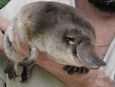 get down   hes got a platypus