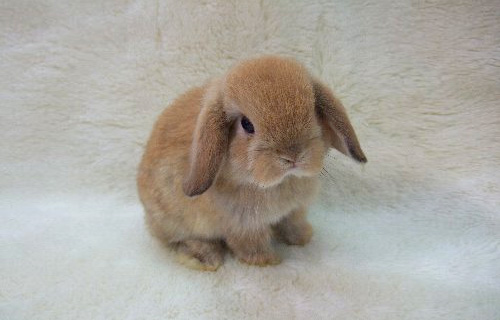 cute anime rabbit
