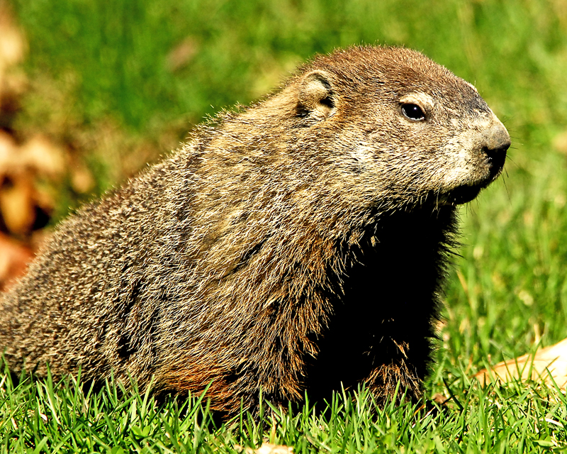 groundhog-1.jpg