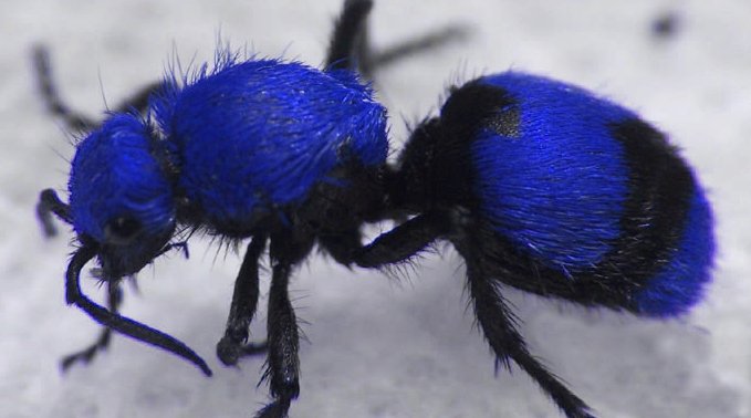 blue-velvet-ant.jpg