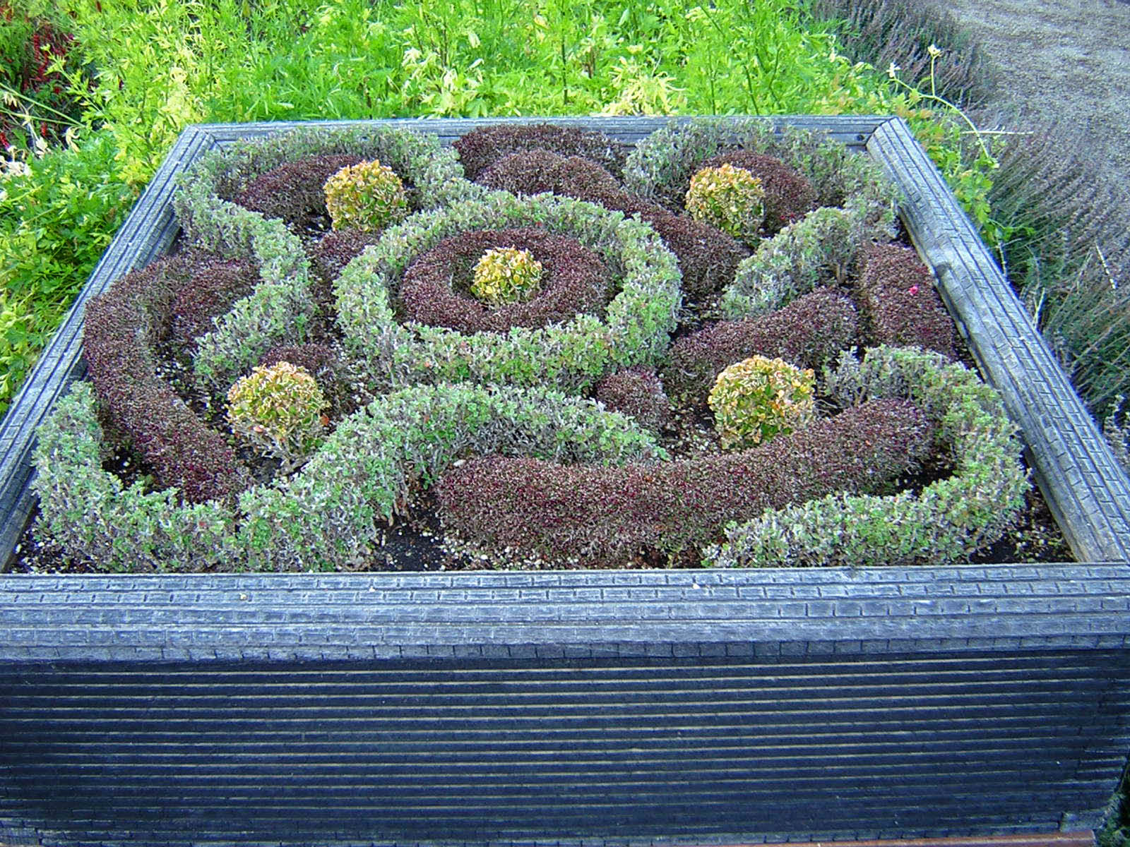 650 New topiary knot garden 465 Miniature tabletop knot garden at Filoli 