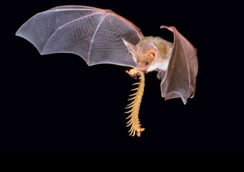 The pallid bat (Antrozous pallidus) Photography by J. Scott Altenbach