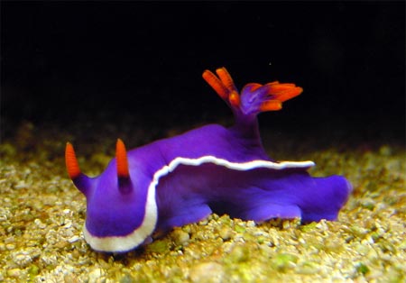 purple_nudibranch