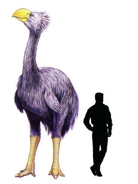 Bullockornis (with human-size silhouette for comparison)