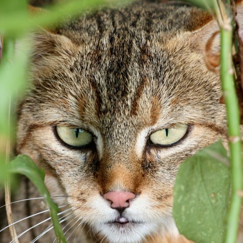 African wildcat close-up