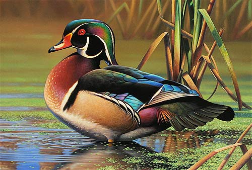 A lovely wood duck painting from a site dedicated to their conservation (http://www.dbcl.org/woodduck.htm)
