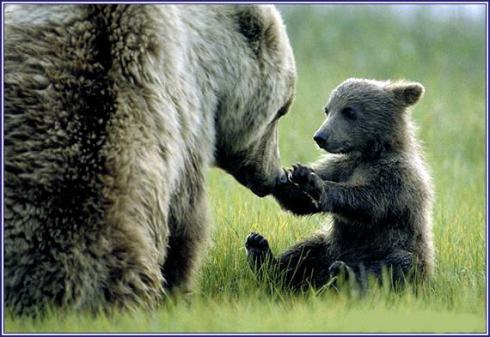 Brown bear cub with mother in Alaska (photo by superbearblog.com)