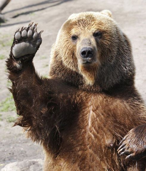 A female brown bear in an English zoo waves to appreciative zoogoers. 
