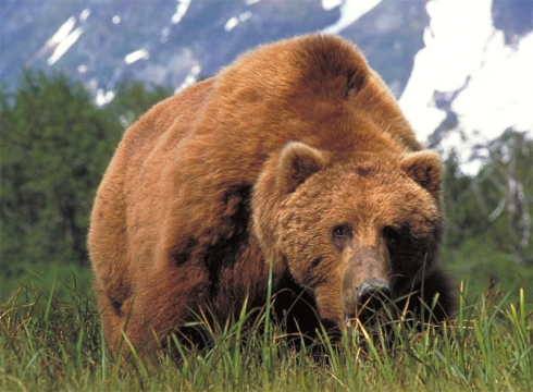 large_brown_bear