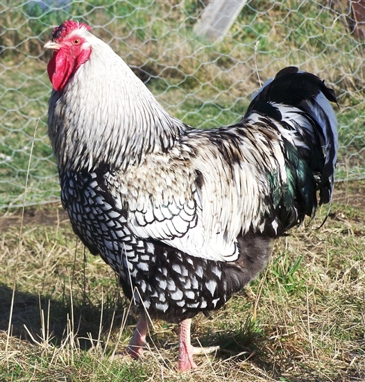 A magnificent (but probably angry) Silver Laced Wyandotte Rooster