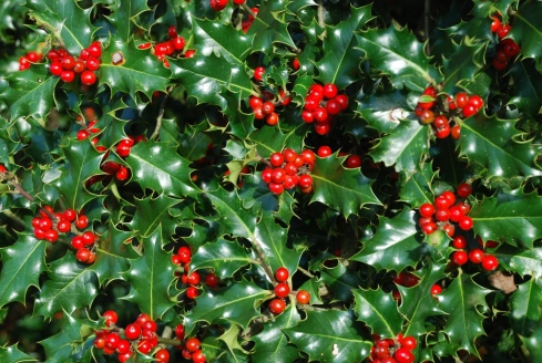 A Female Holly Tree (Ilex aquifolium) with trademark berries