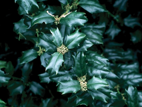 A male holly tree (Ilex aquifolium) with flowers