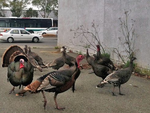 Wild Turkeys (Meleagris gallopavo) in the suburbs and towns 