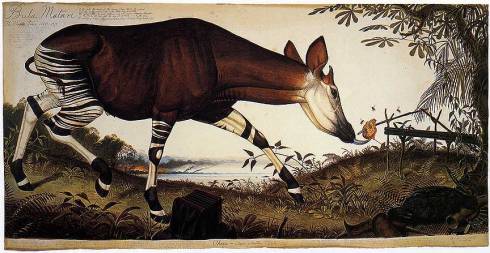 Okapi (Walton Ford, watercolor on paper)