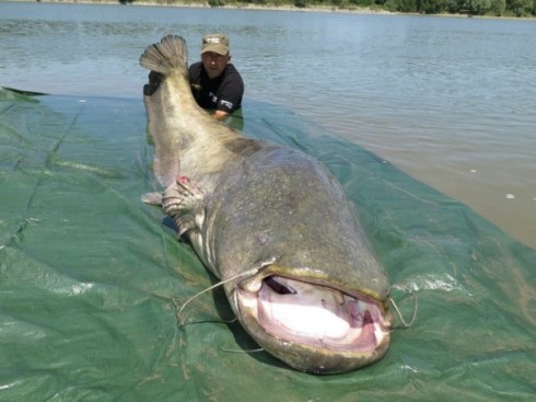 Dino Ferrari proudly displays the 260 pound fish he caught