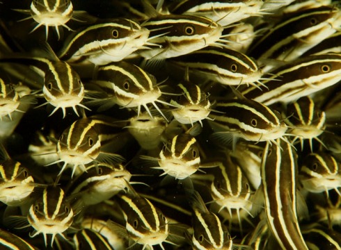A school of Striped Eel Catfish (Plotosus lineatus)