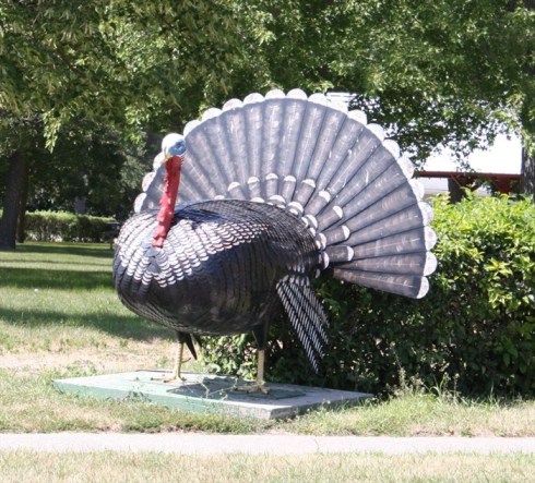 Big Turkey, Aneta, ND 