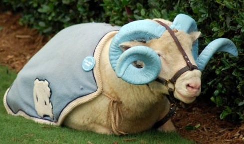 Rameses, a live Dorset ram, is the mascot of the North Carolina Tar Heels.  look how magnificently his horns are painted!