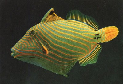 The juvenile orange-lined triggerfish is triangular so that it is unpleasant to swallow and even more effective at wedging itself in crevices