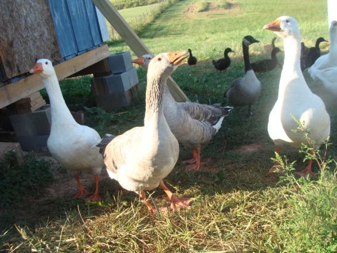 My parents' geese