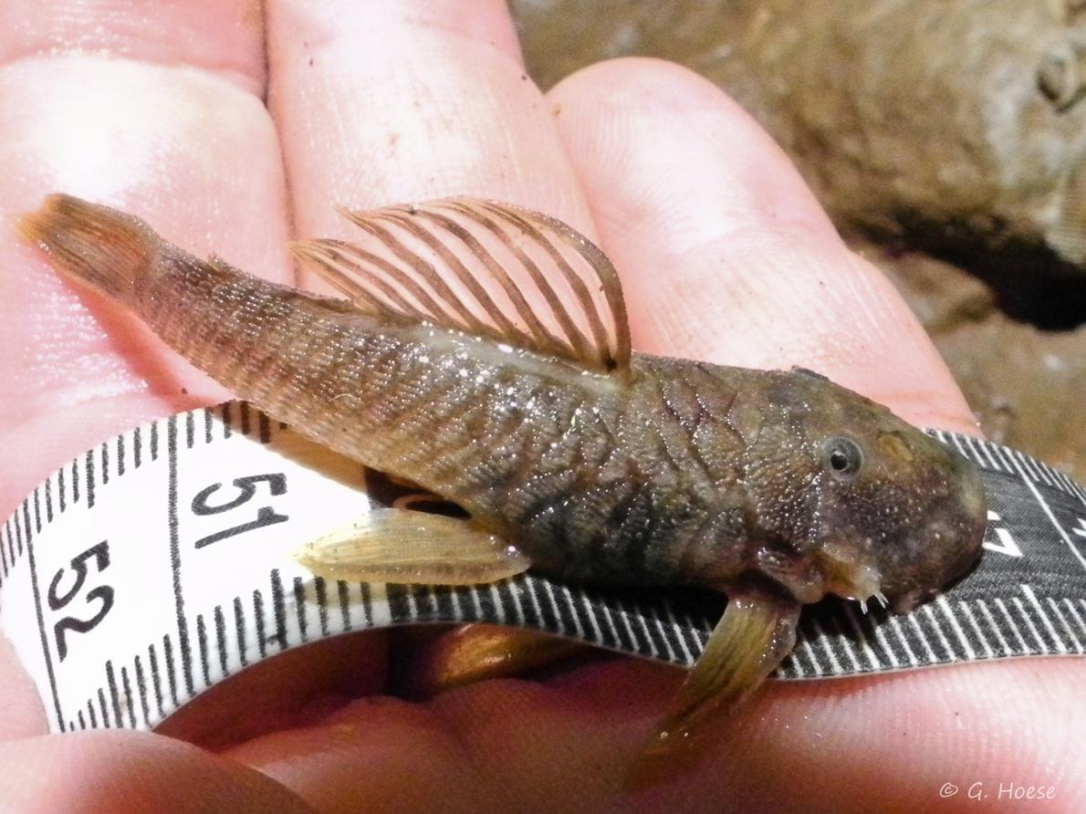 The cave-climbing catfish (photograph by Geoff Hoese)