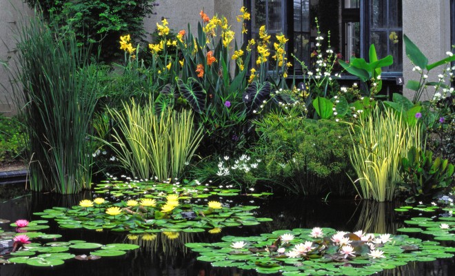 Aquatic Cannas as the Centerpiece of a water garden at Longwood Gardens
