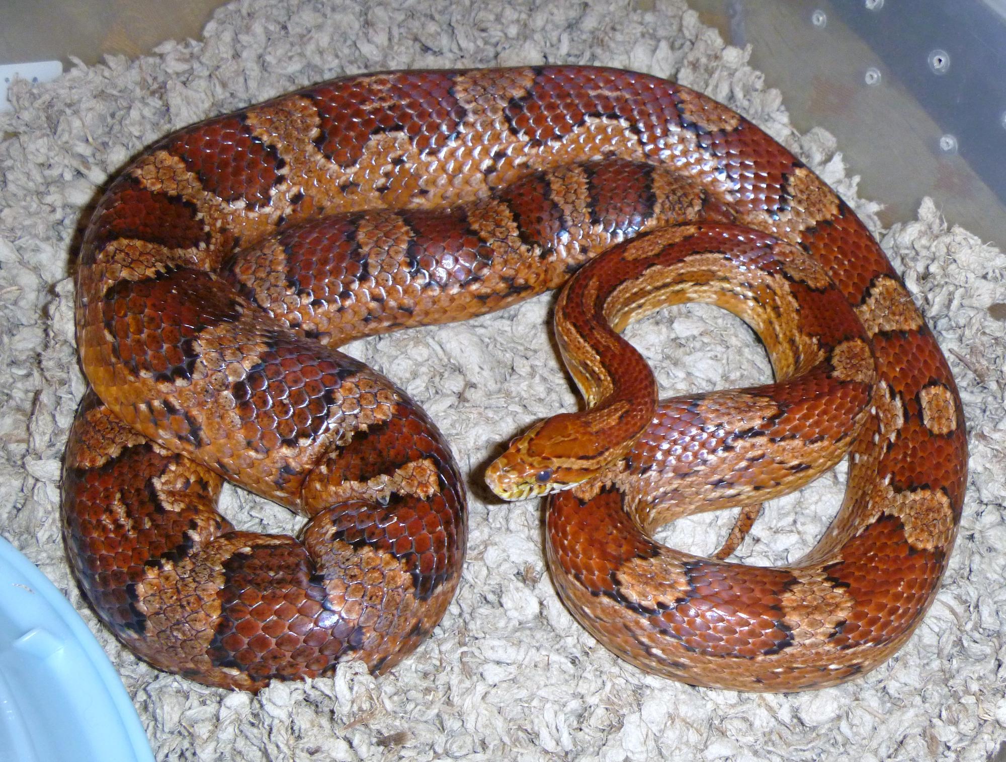 Adult Corn Snake