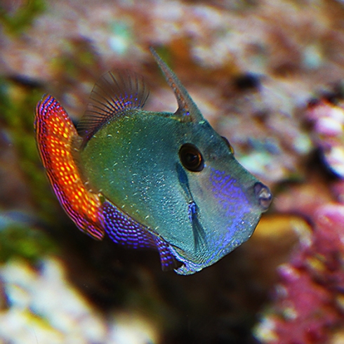 Blackbar Filefish (Pervagor juanthinosoma) Carol A. S. MacDonald