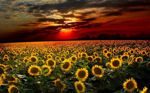 Amazing-Sky-and-Sunflower-Wallpaper