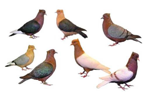 merpati-hias-Archangel-pigeons-breeder-pahang.jpg