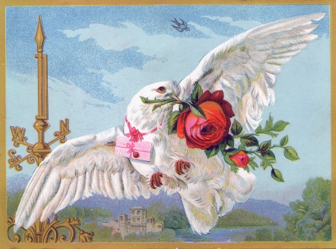 dove-roses-image-graphicsfairy1.jpg