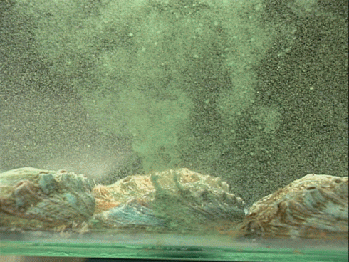 abalone-spawning.gif