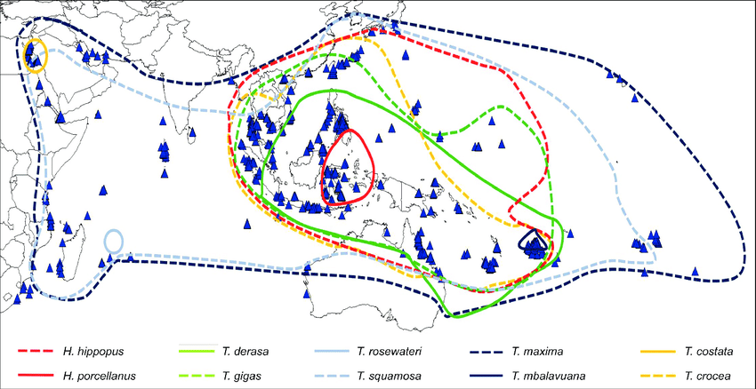 Distribution-of-giant-clams-Adapted-from-Rosewater-1965-1982-Lucas-1988-Howard.png