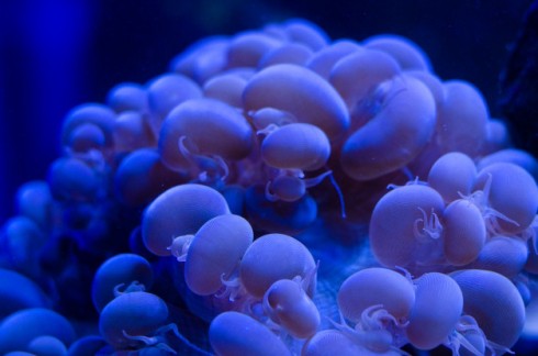 sea-anemone-dark-blue-water-aquarium_106630-24